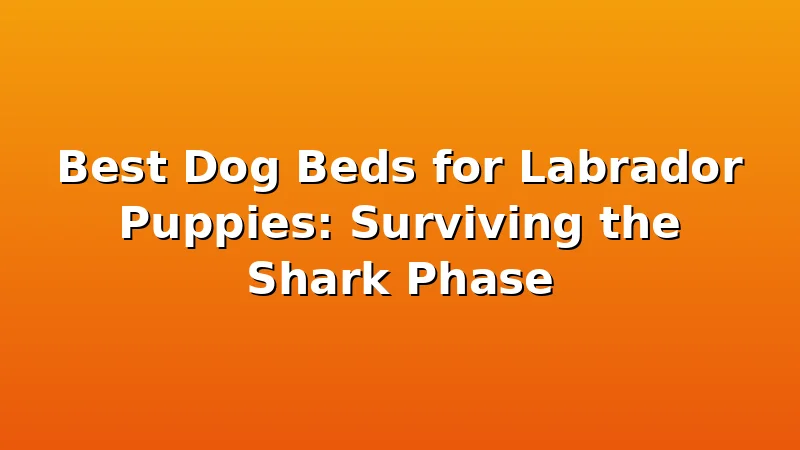 Best Dog Beds for Labrador Puppies: Surviving the Shark Phase - LabradorBedGuide review with measurements and honest opinion