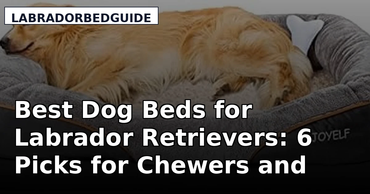 Best Dog Beds for Labrador Retrievers: 6 Picks for Chewers and Seniors
