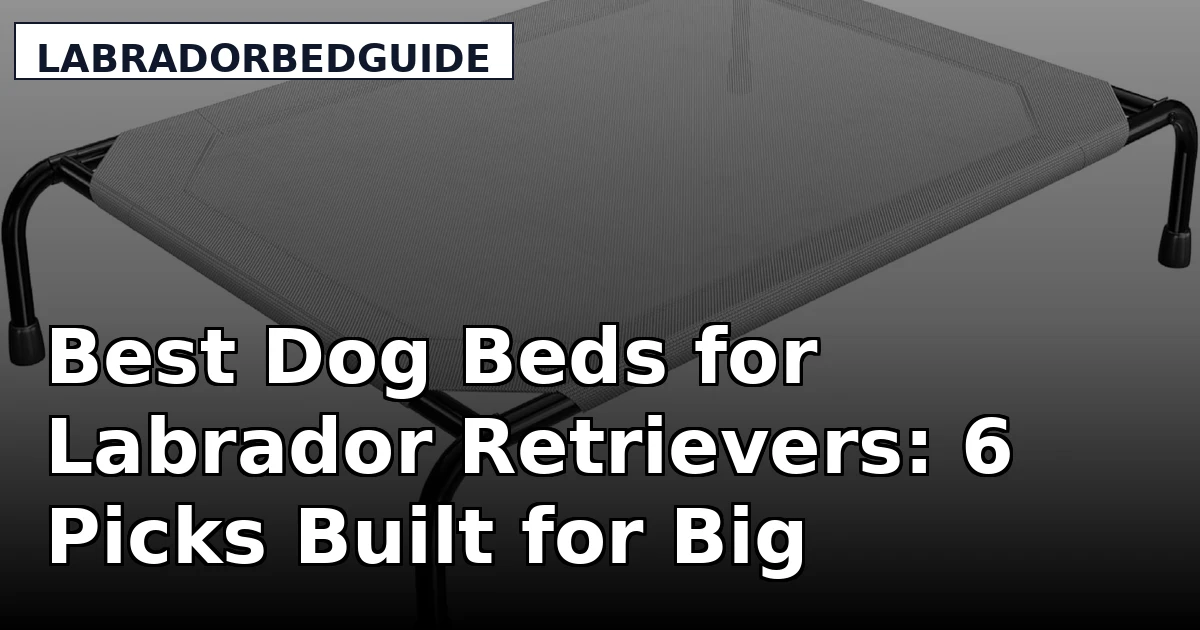 Best Dog Beds for Labrador Retrievers: 6 Picks Built for Big Sleepers