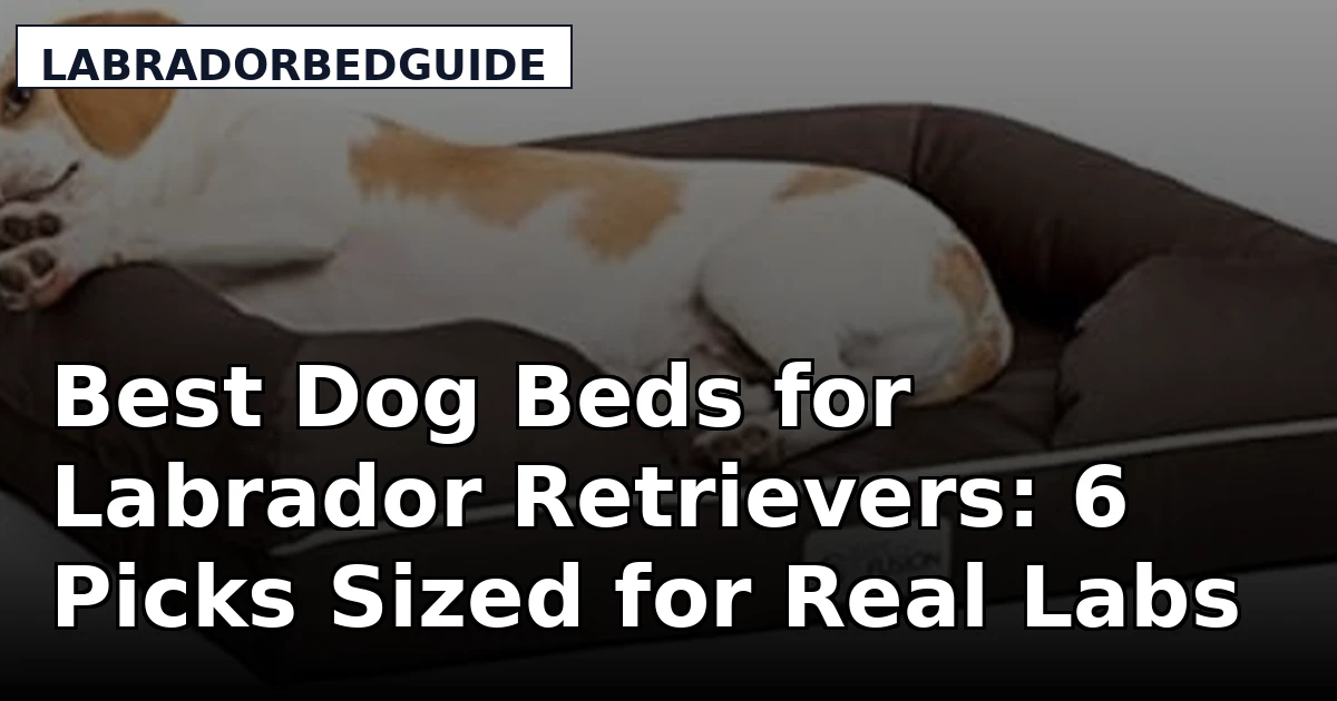 Best Dog Beds for Labrador Retrievers: 6 Picks Sized for Real Labs