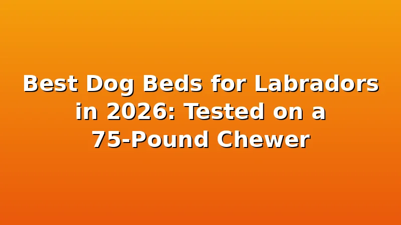 Best Dog Beds for Labradors in 2026: Tested on a 75-Pound Chewer - LabradorBedGuide review with measurements and honest opinion