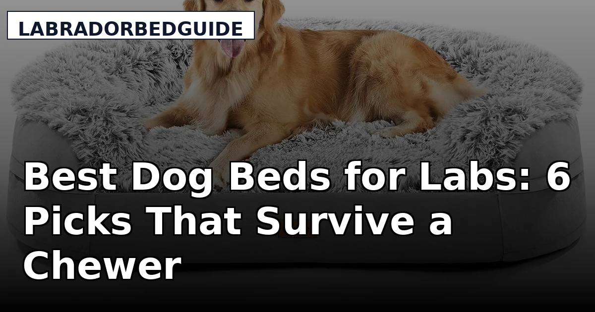 Best Dog Beds for Labs: 6 Picks That Survive a Chewer