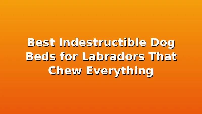 Best Indestructible Dog Beds for Labradors That Chew Everything - LabradorBedGuide review with measurements and honest opinion