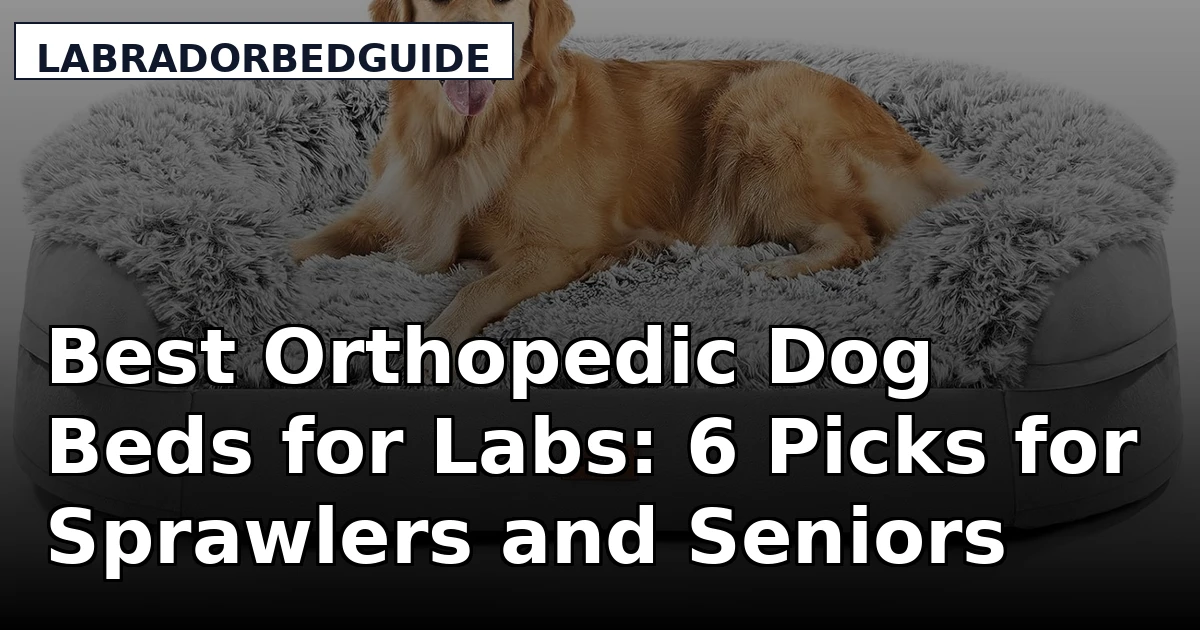 Best Orthopedic Dog Beds for Labs: 6 Picks for Sprawlers and Seniors
