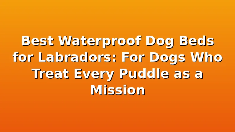 Best Waterproof Dog Beds for Labradors: For Dogs Who Treat Every Puddle as a Mission - LabradorBedGuide review with measurements and honest opinion